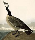 Canada Goose(1) by John James Audubon
